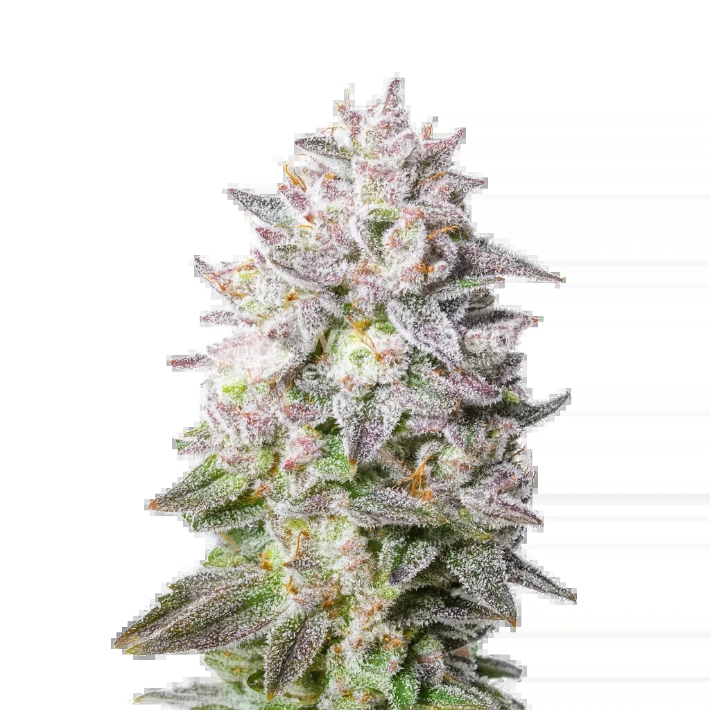 Permanent Marker Auto Seeds