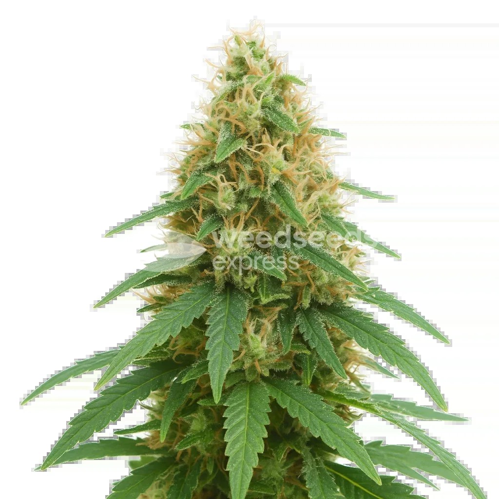 Pineapple Express Auto Seeds