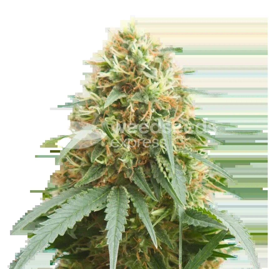 Pineapple Express Seeds