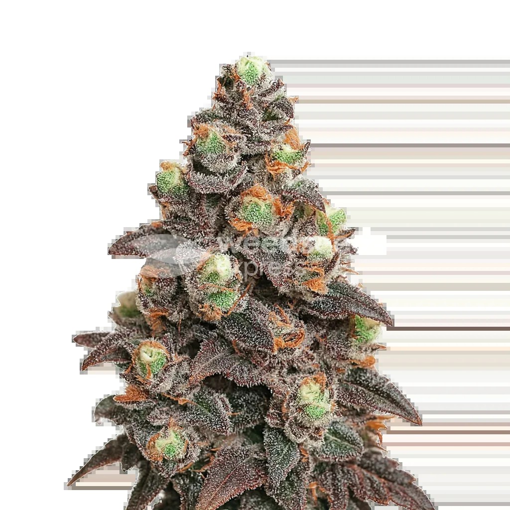 Pink Rozay Auto Seeds