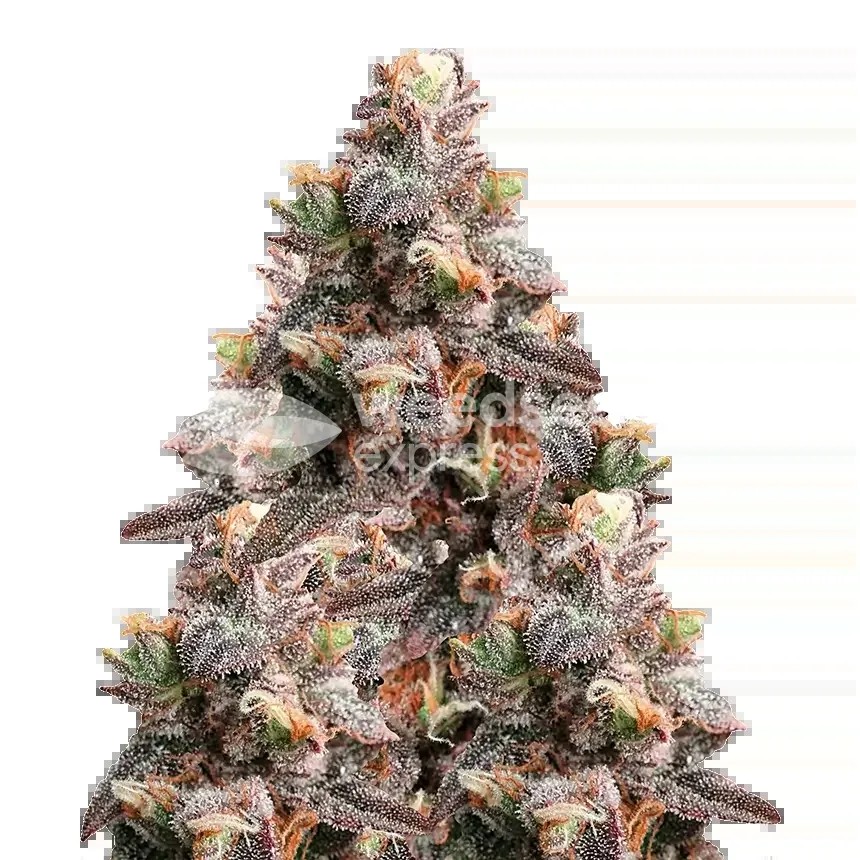 Pink Rozay Seeds