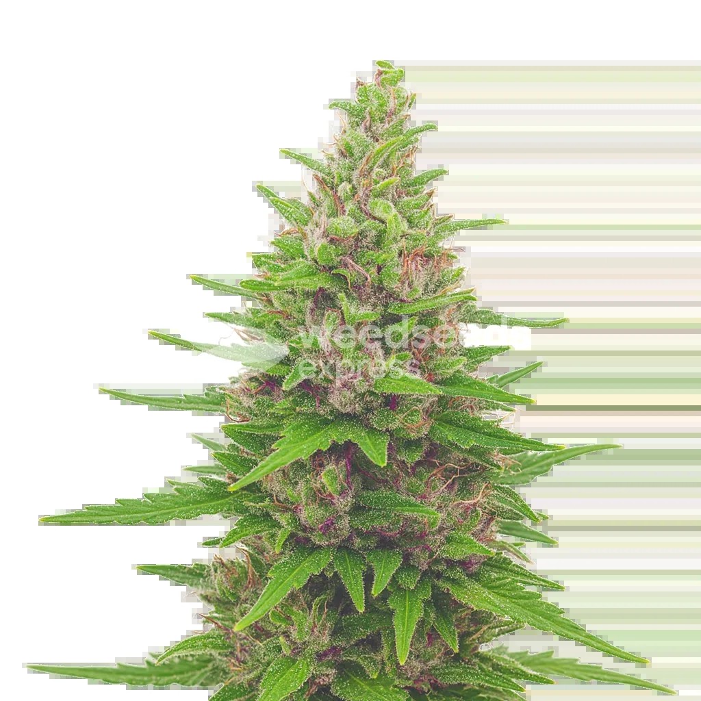 Pink Runtz Auto Seeds