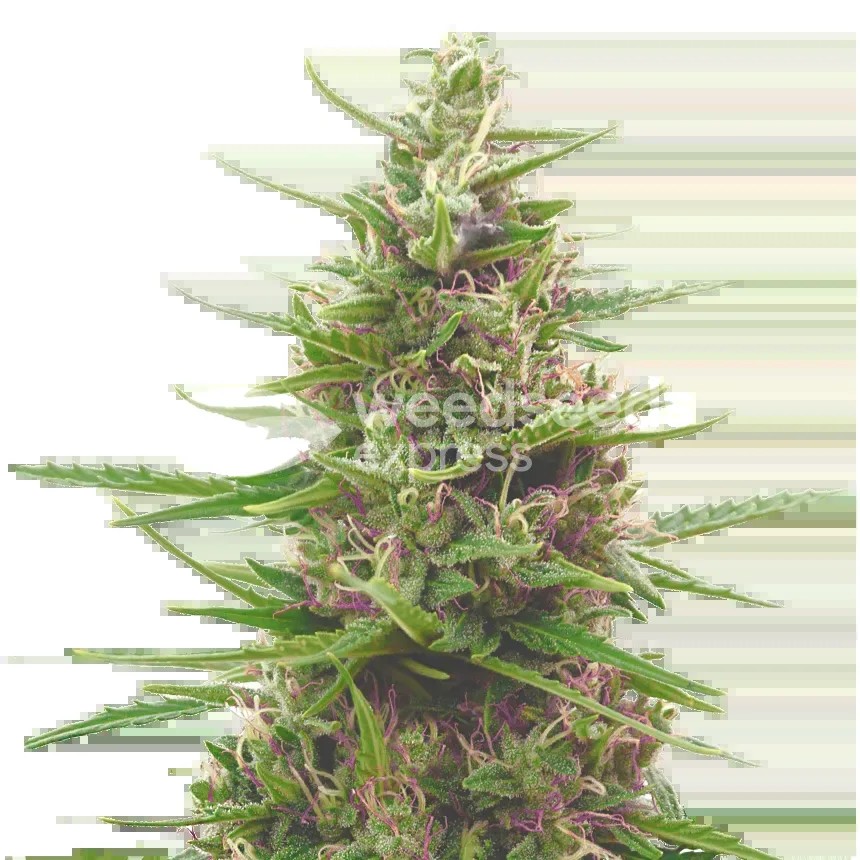 Pink Runtz Seeds