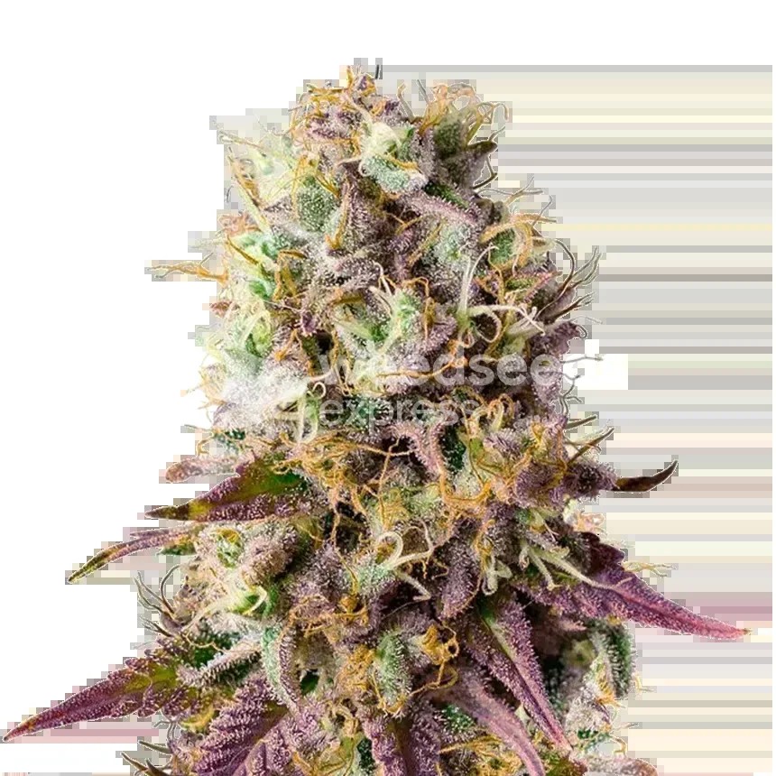 Pinkman Goo Seeds