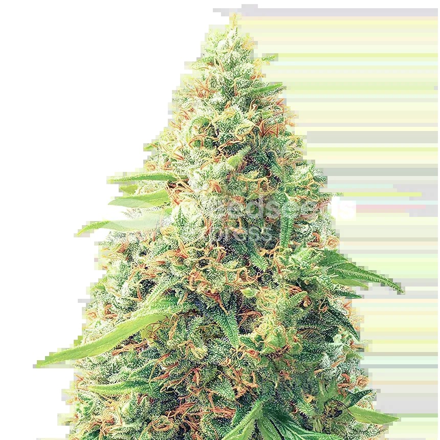 Pixie Dust Seeds