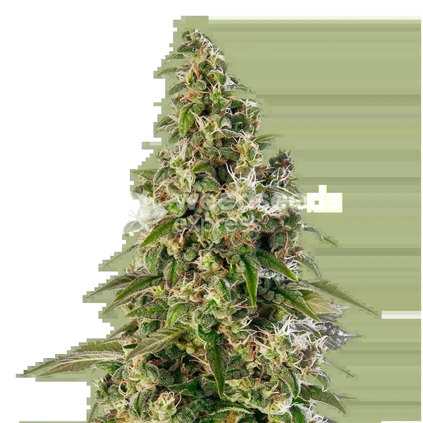 Platinum Cookies Seeds
