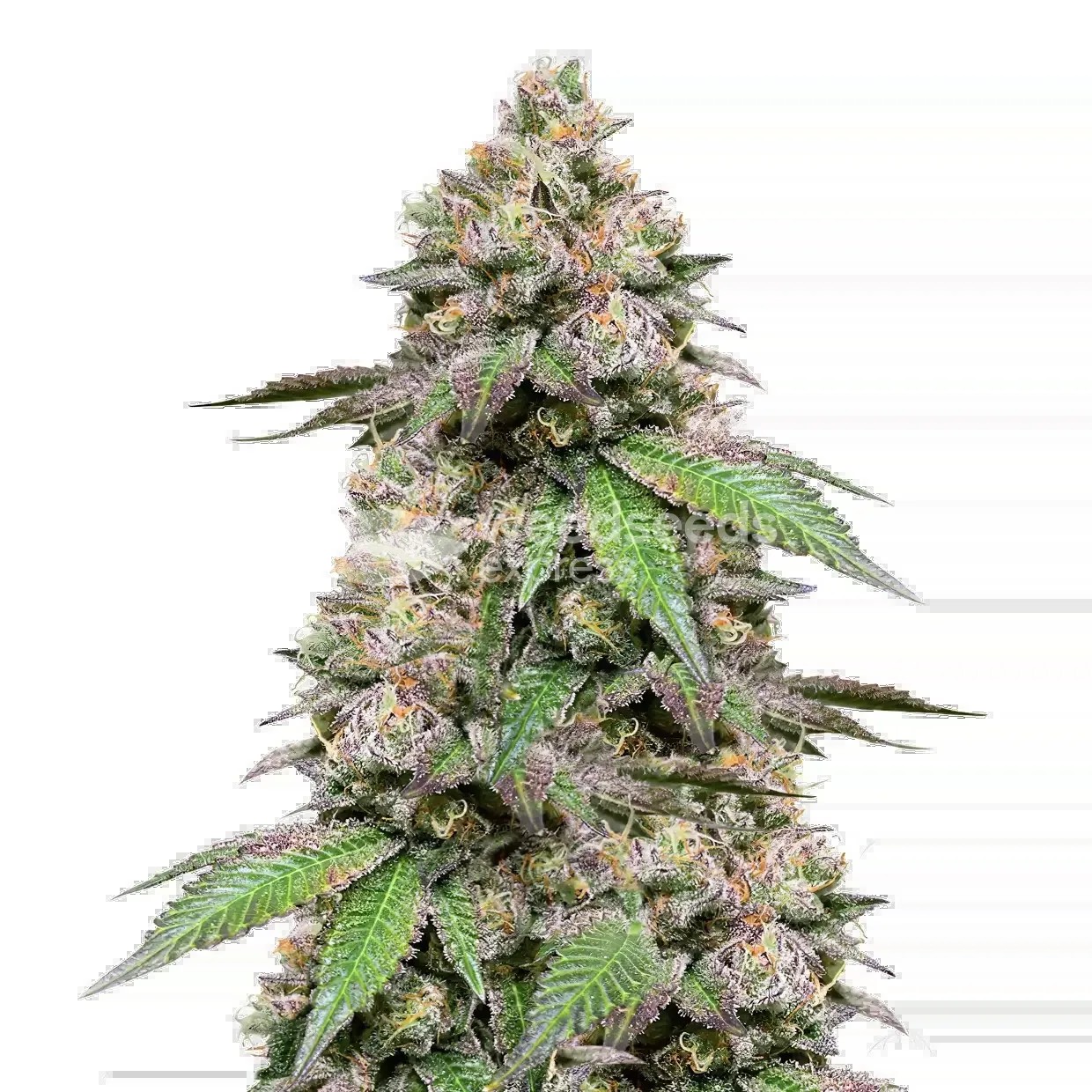 Plushberry Auto Seeds
