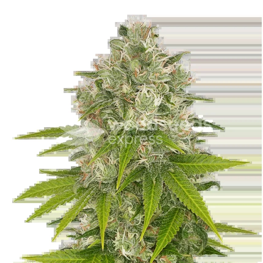Power Kush Seeds