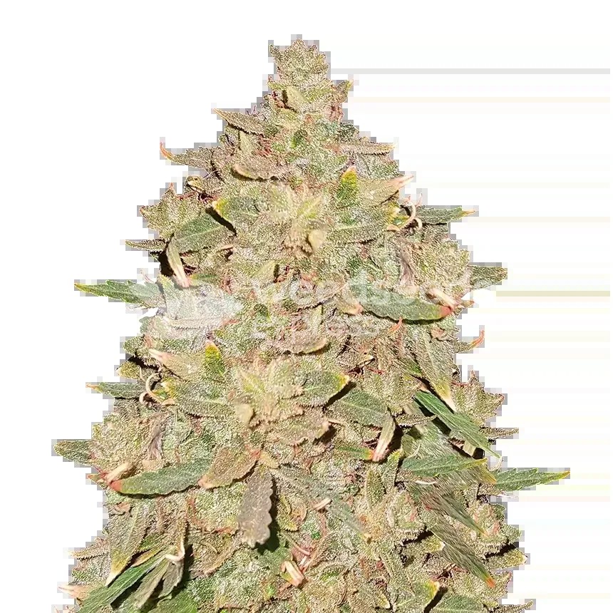 Pure Indica Seeds