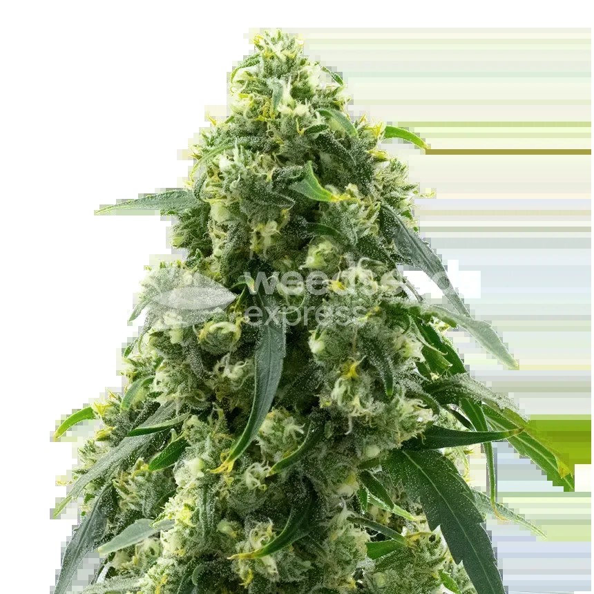 Pure Power Plant Seeds