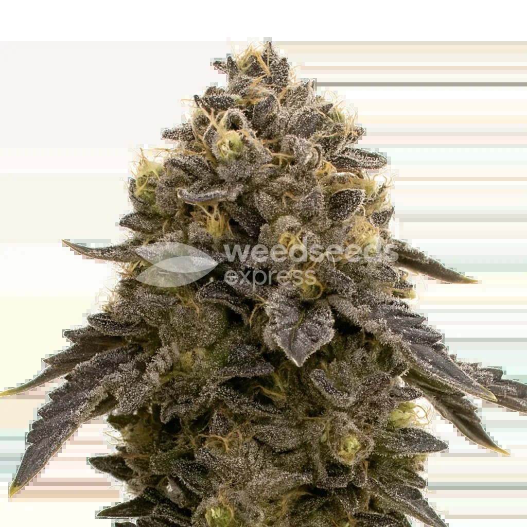 Purple Gelato Auto Seeds