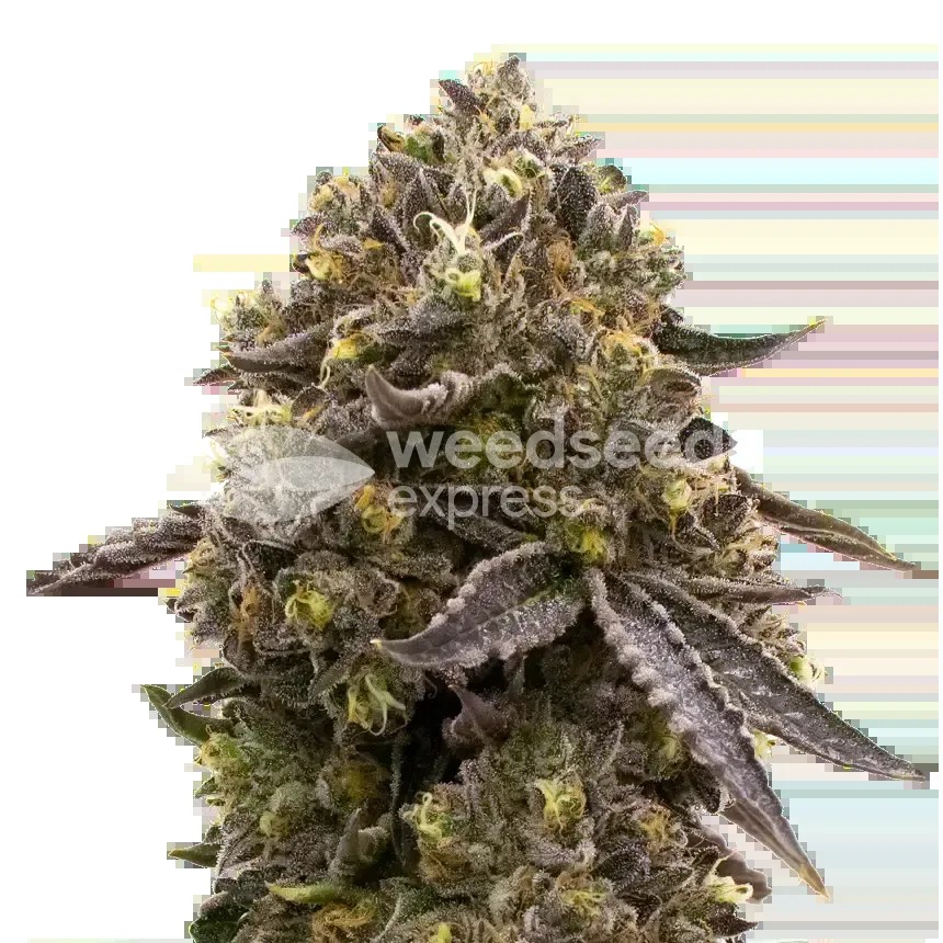 Purple Gelato Seeds