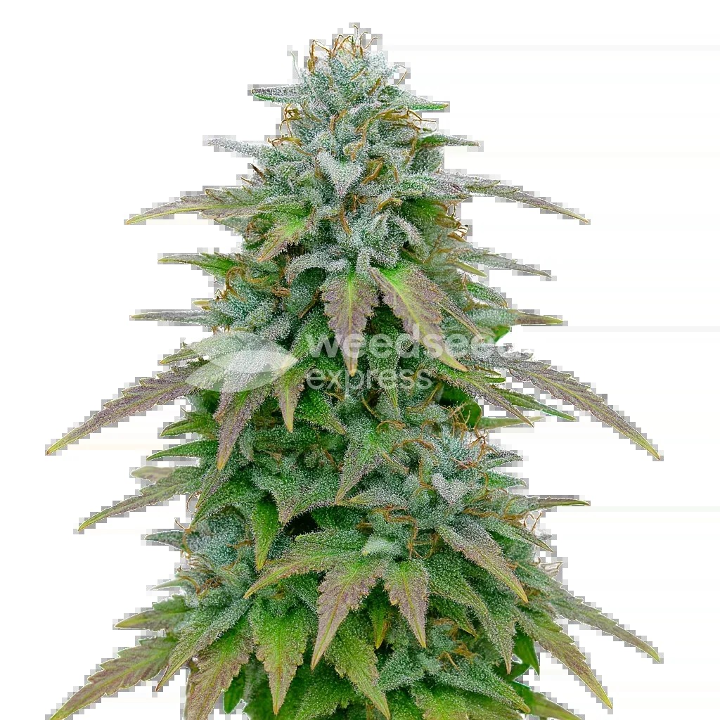 Purple Haze Auto Seeds