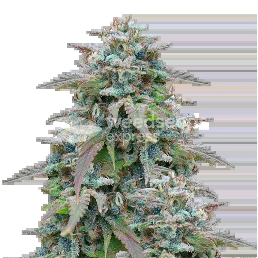 Purple Haze Seeds