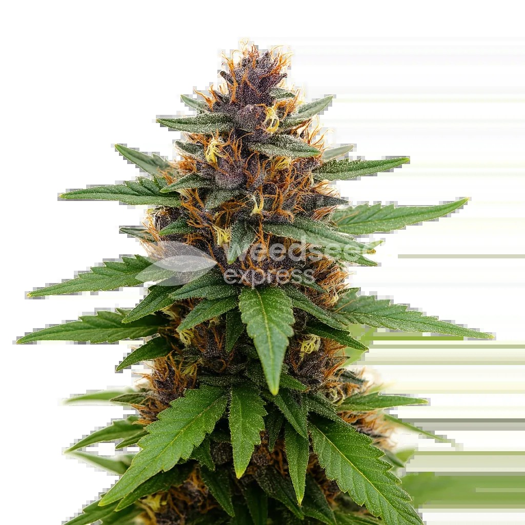Purple Kush Auto Seeds