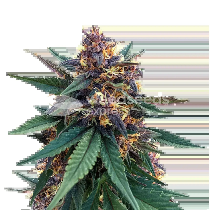 Purple Kush Seeds
