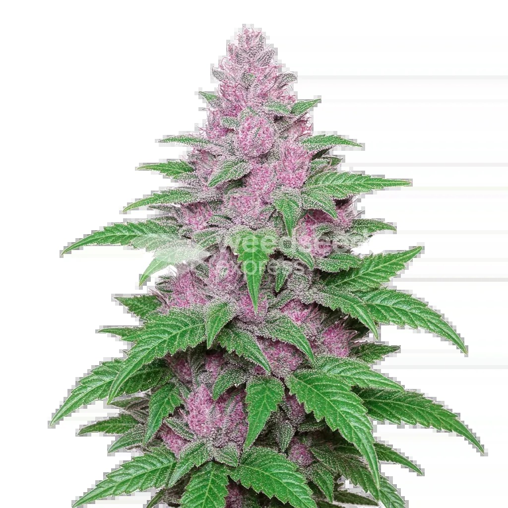 Purple Lemonade Auto Seeds