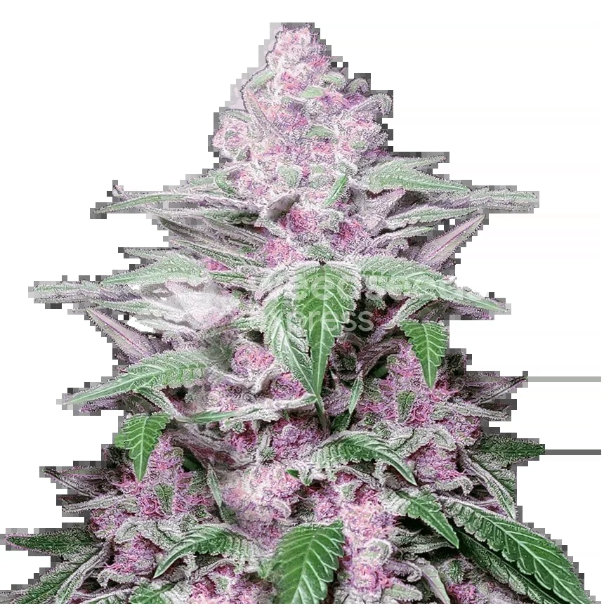 Purple Lemonade Seeds