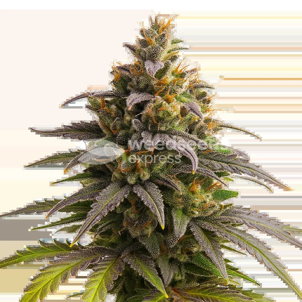 Purple Punch Auto Seeds