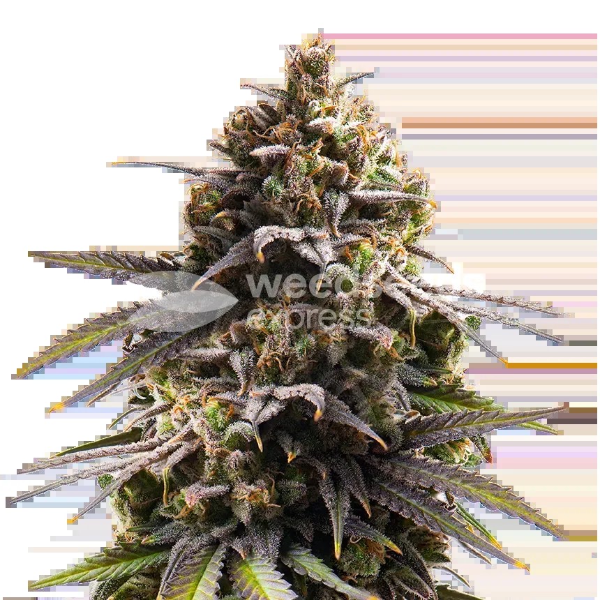 Purple Punch Seeds