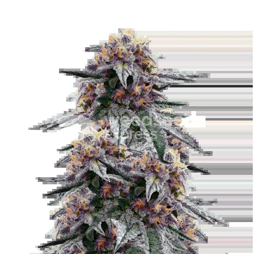 Purple Urkle Seeds