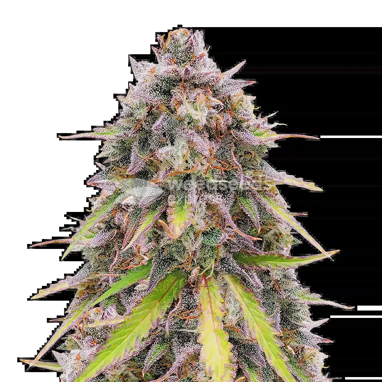 RS11 Seeds
