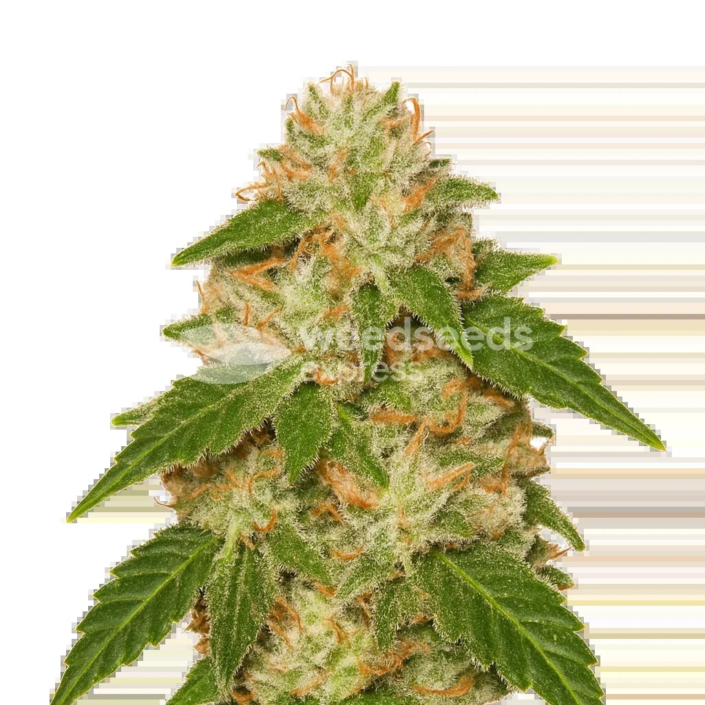 Rainbow Auto Seeds