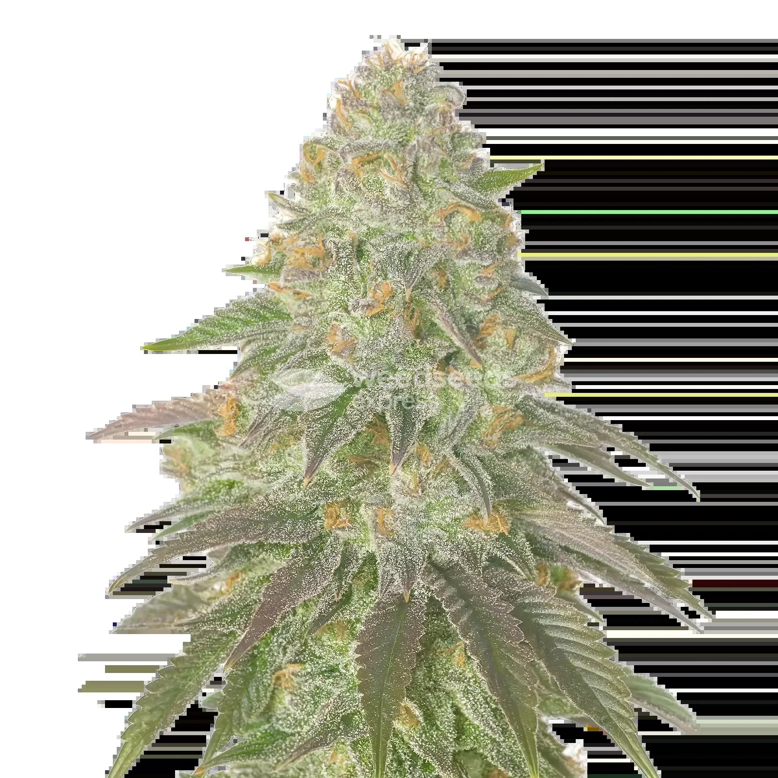 Rainbow Belts Seeds