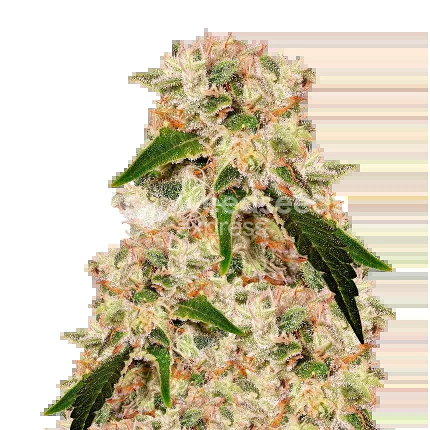 Rainbow Seeds