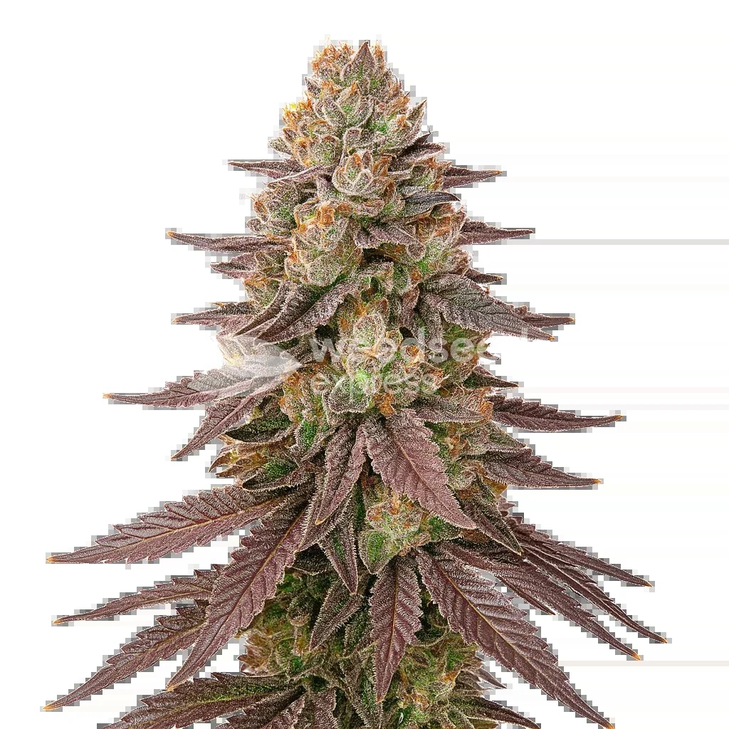 Red Devil Auto Seeds