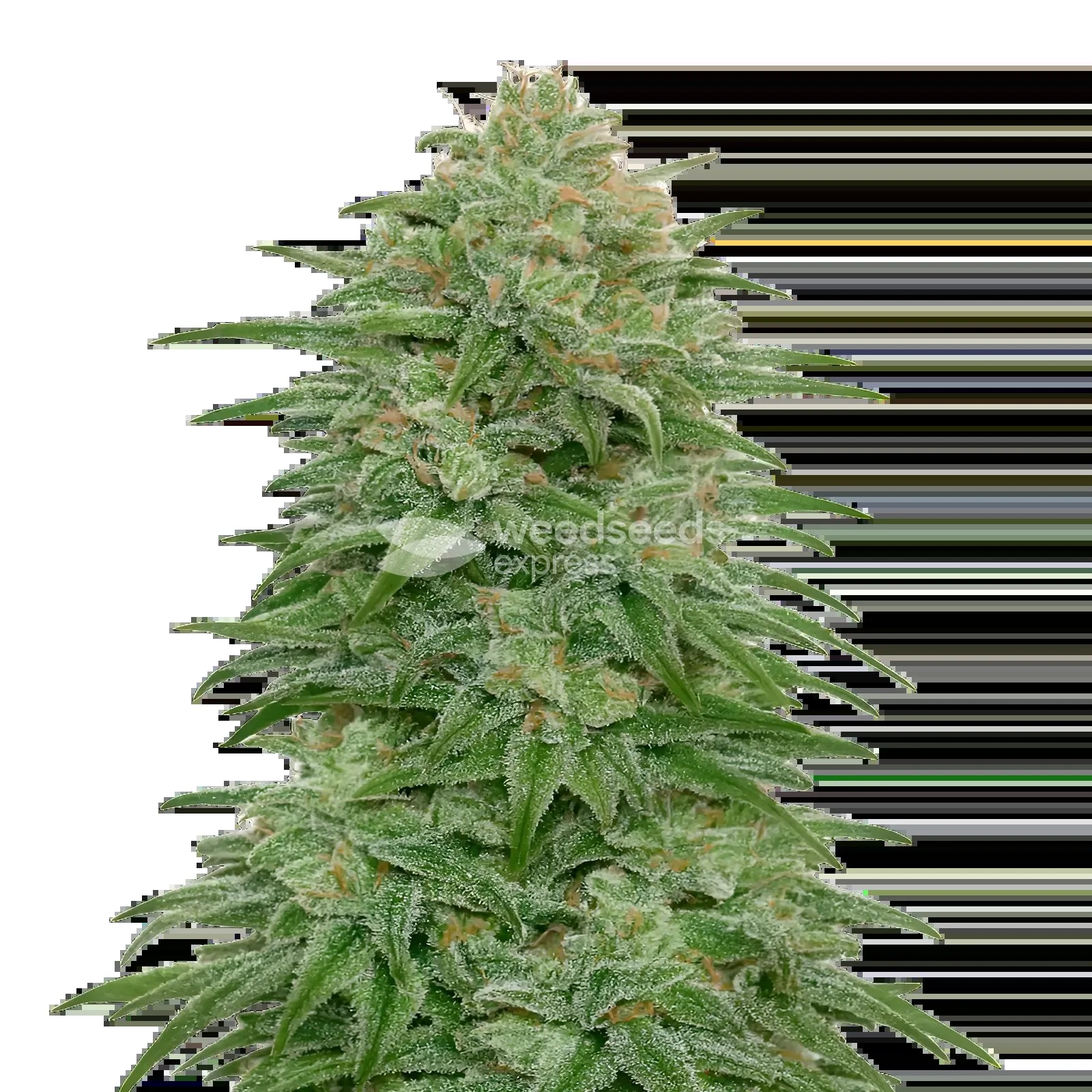 Romulan Seeds