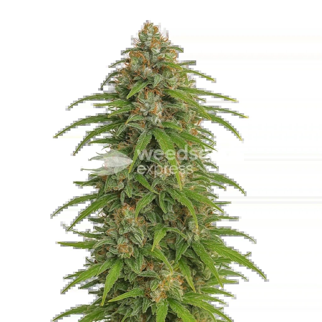 Runtz Auto Seeds