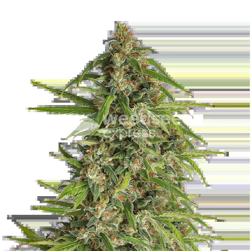 Runtz Seeds