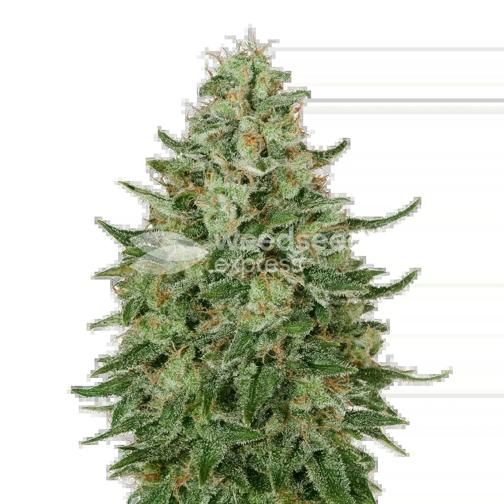 Santa Maria Auto Seeds