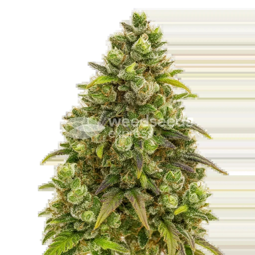 Sexxpot Auto Seeds