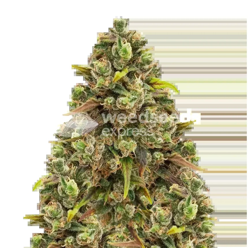 Sexxpot Seeds