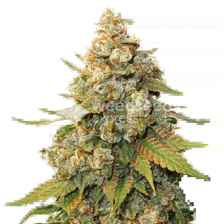 Shiskaberry Seeds