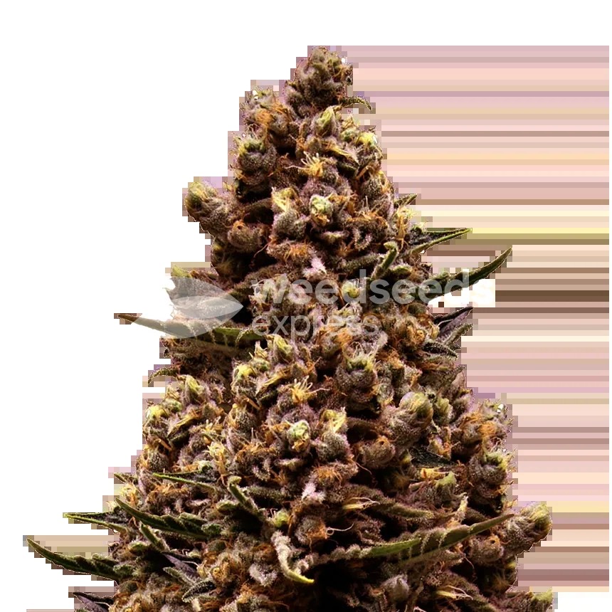 Sirius Black Seeds