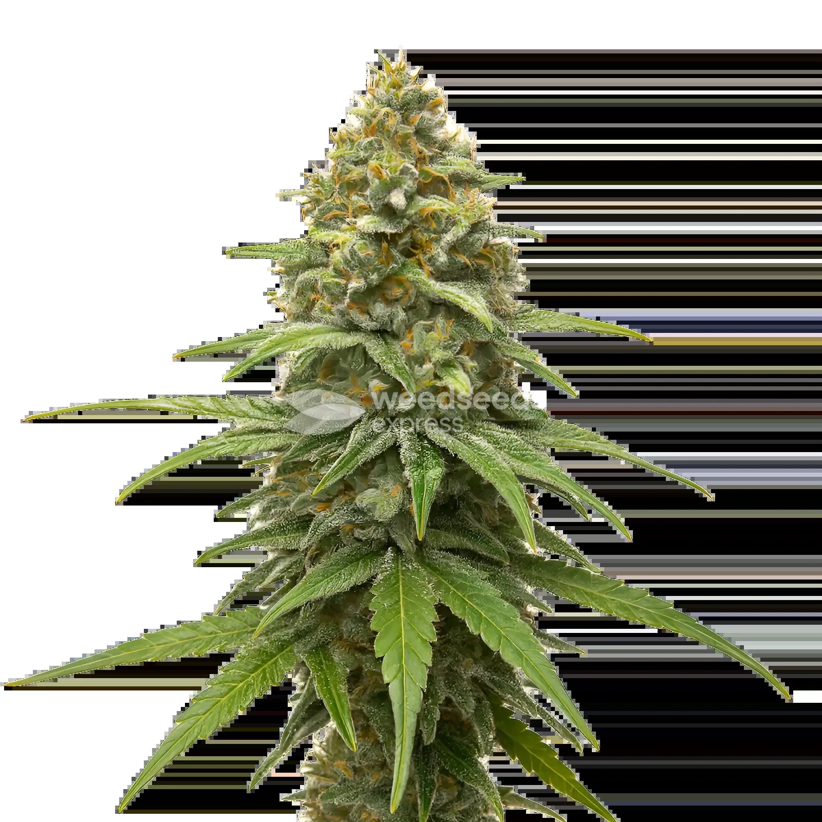 Skunk #1 Seeds