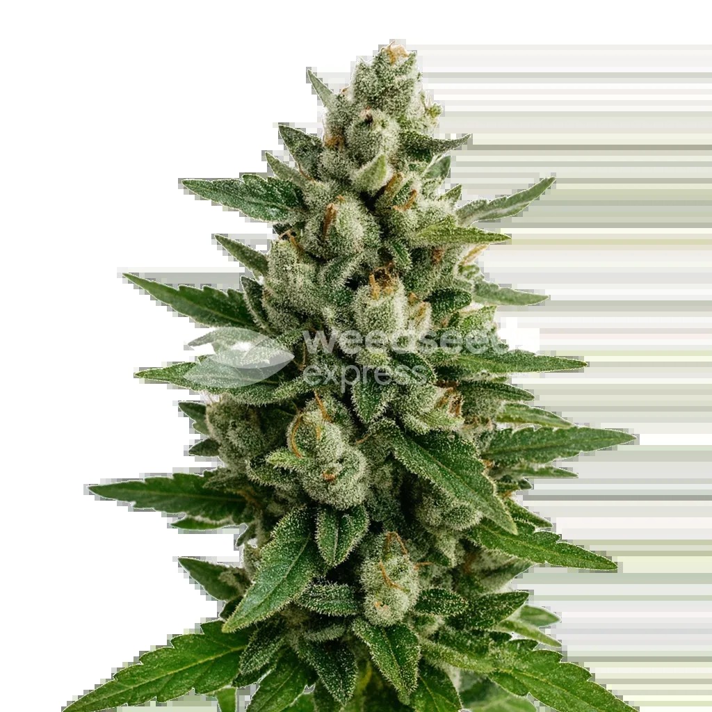 Skywalker OG Auto Seeds