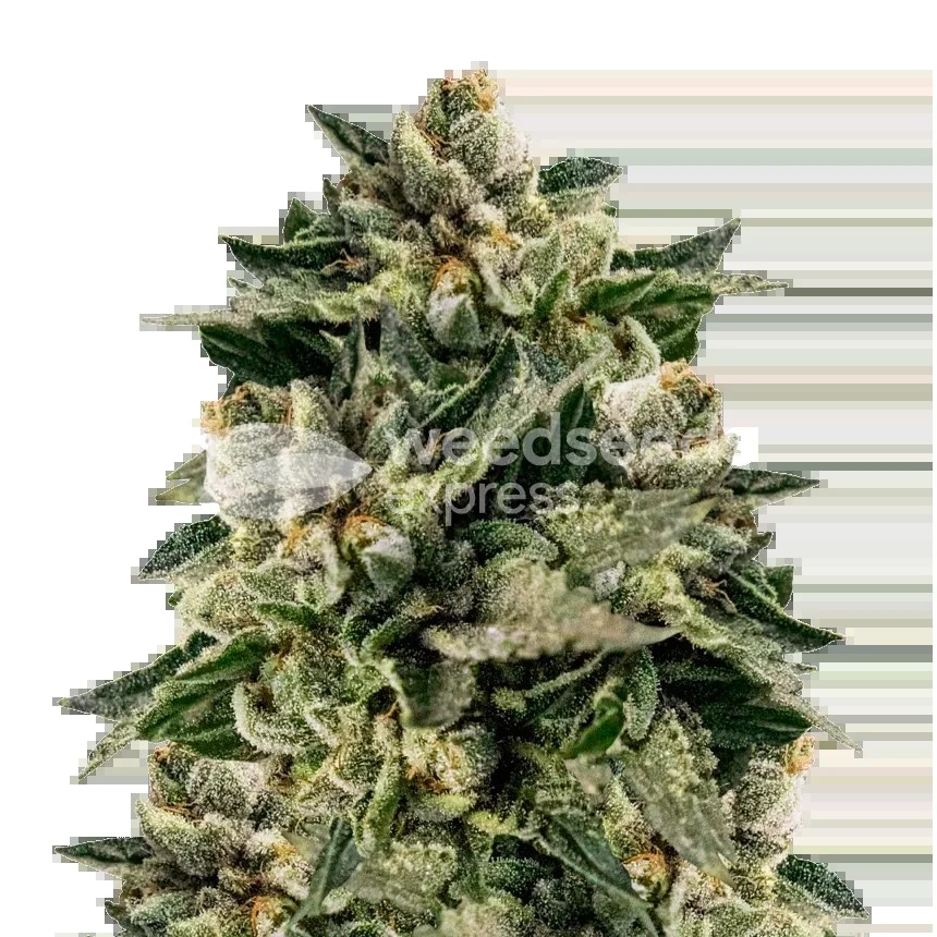 Skywalker OG Seeds