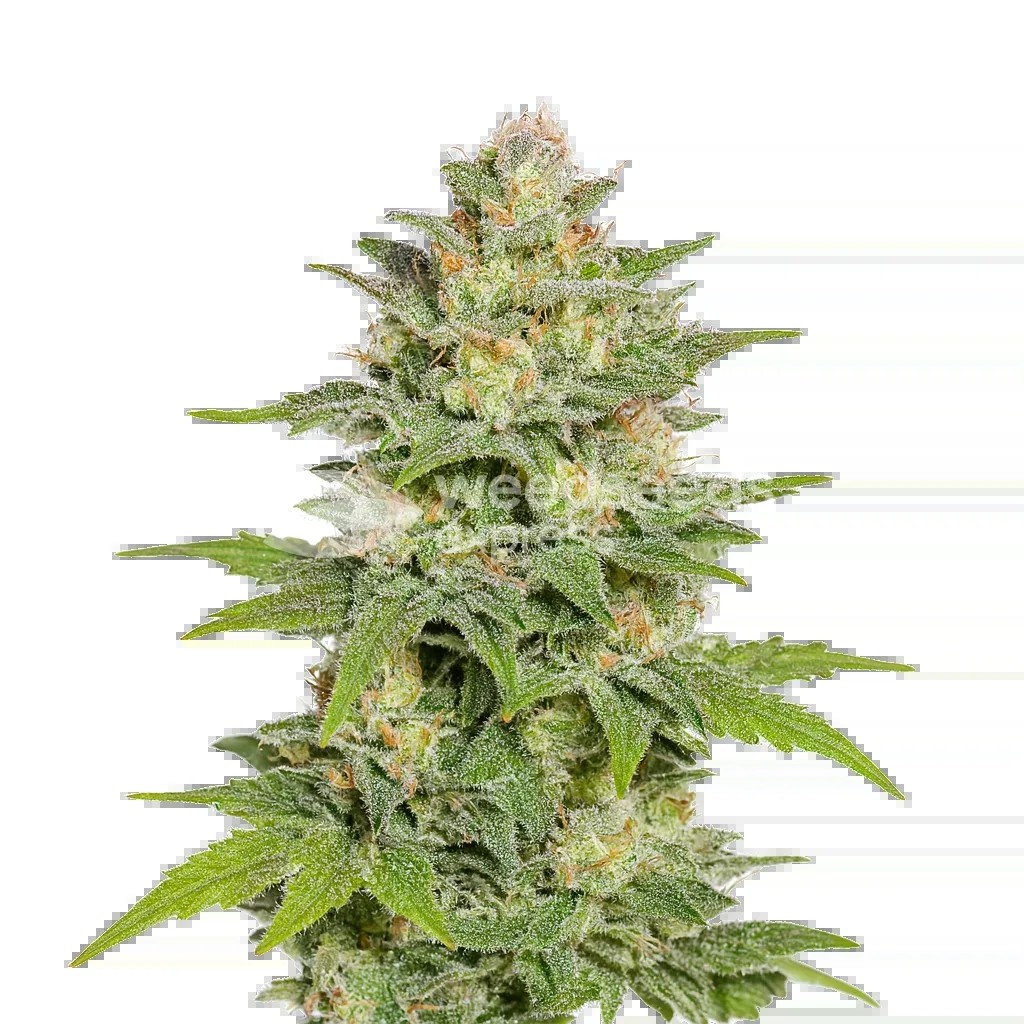 Sleepy Joe OG Auto Seeds