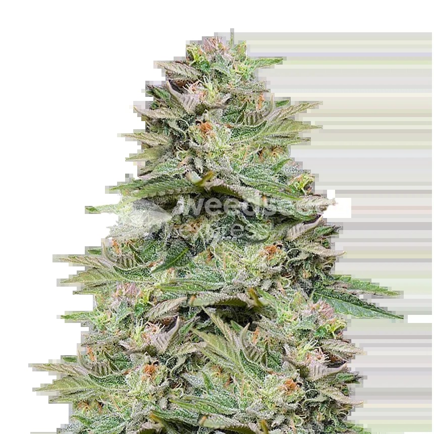 Sleepy Joe OG Seeds