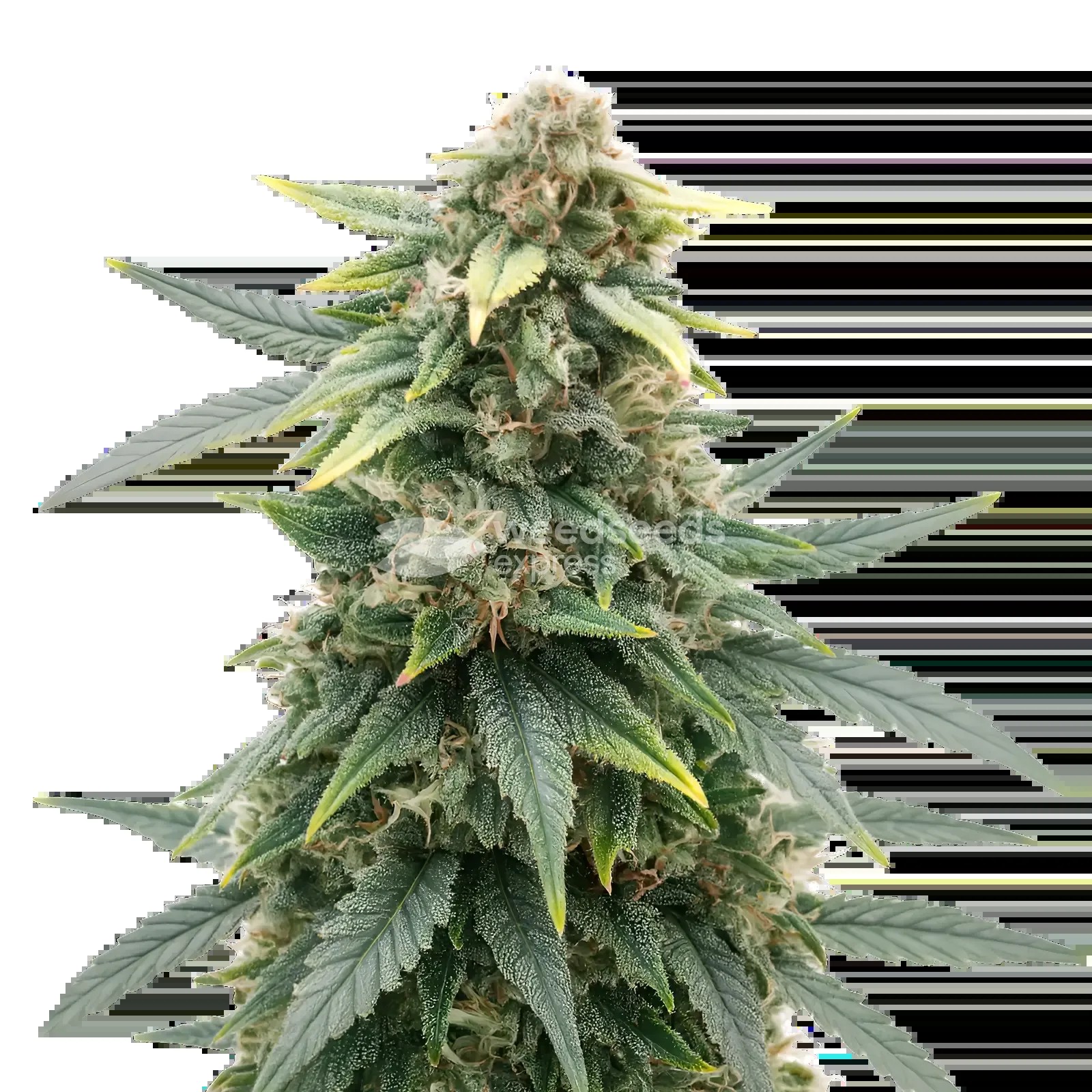 Slurricane Seeds
