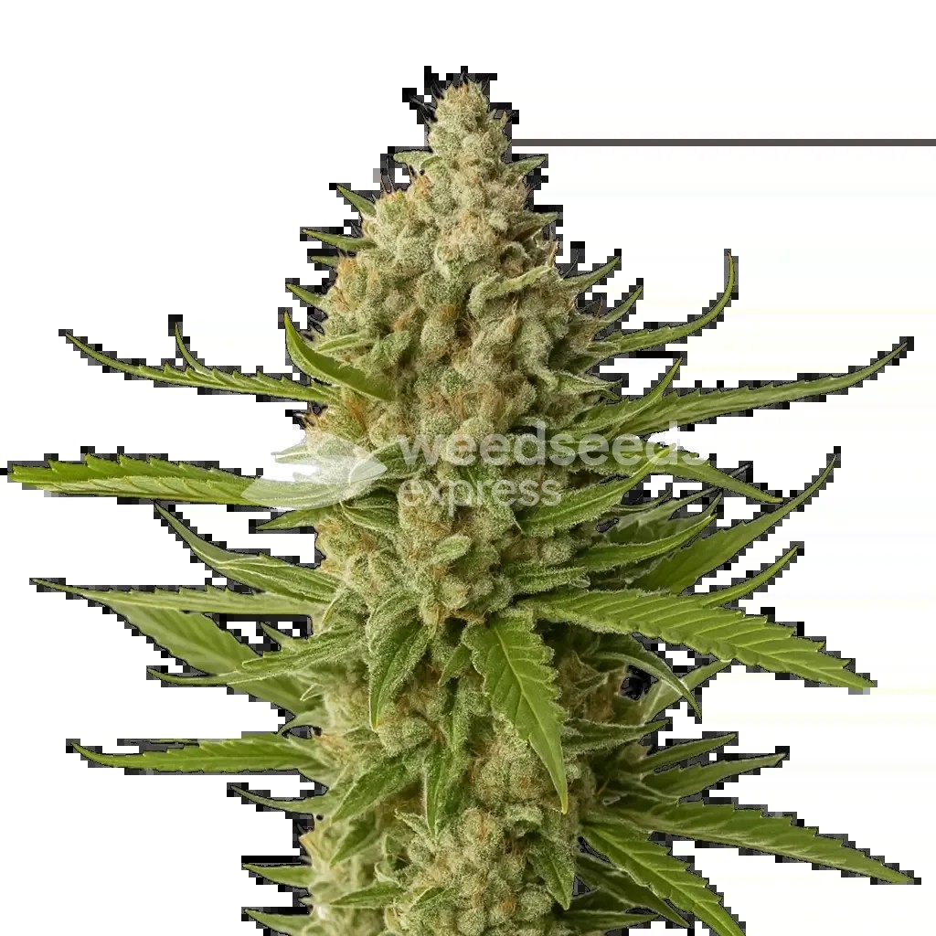 Snoop Dogg OG Seeds