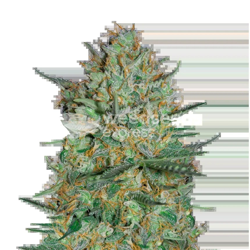 Snow White Seeds