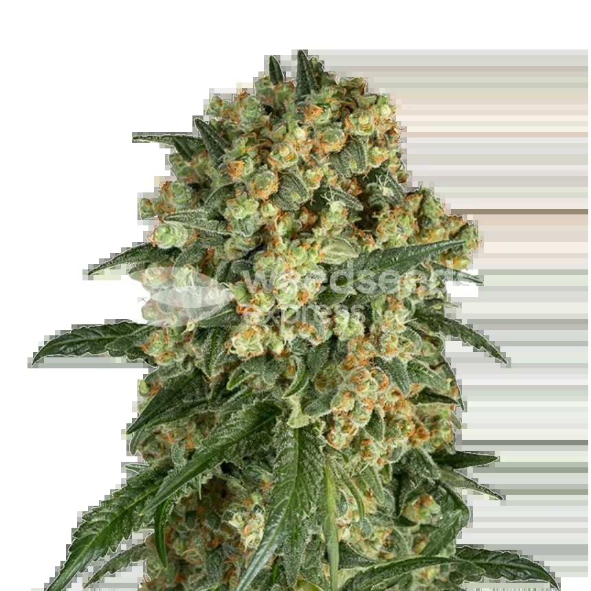 Somango XXL Seeds