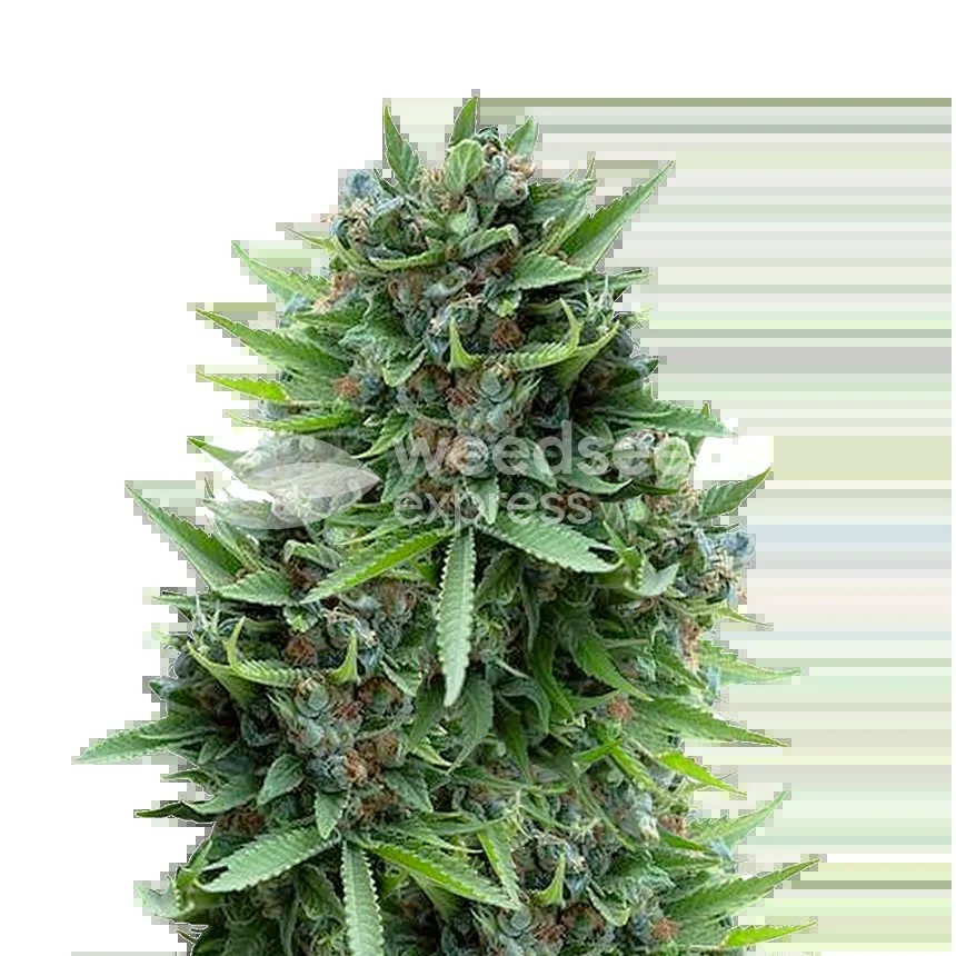 Sour Diesel Seeds
