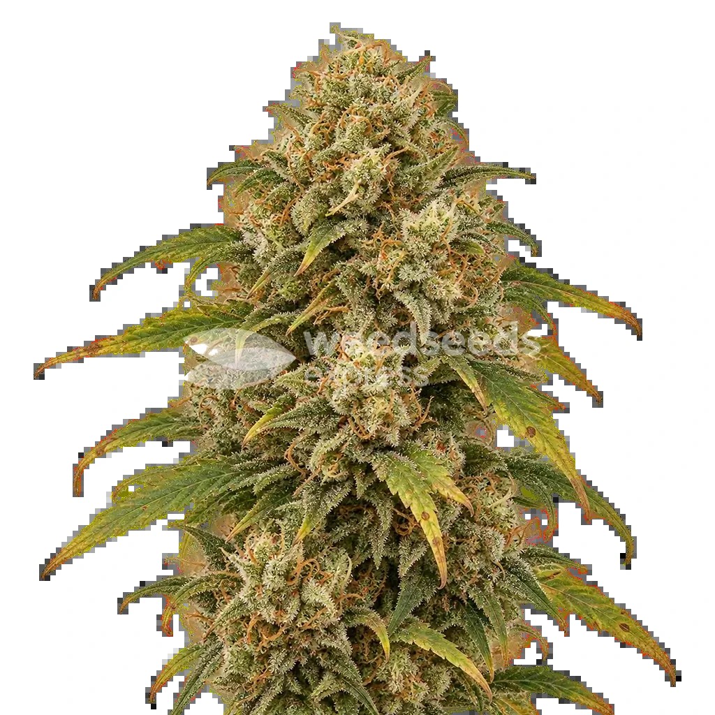 Sour Kush Seeds