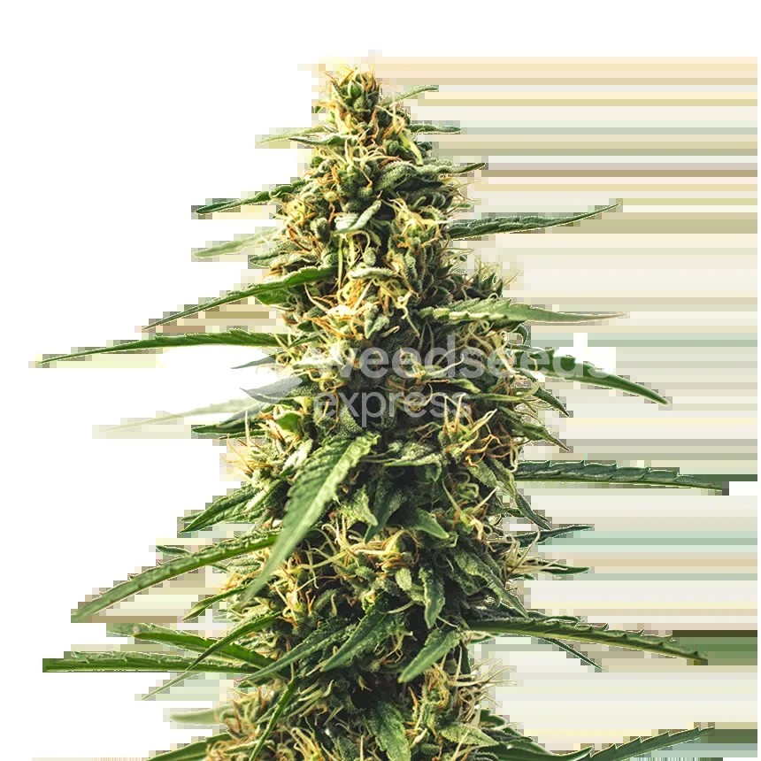 Sour Tsunami CBD Seeds